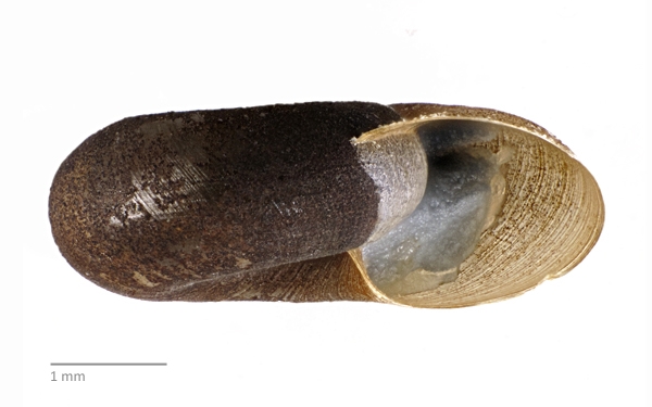 Photo of Promenetus umbilicatellus by Ian Gardiner